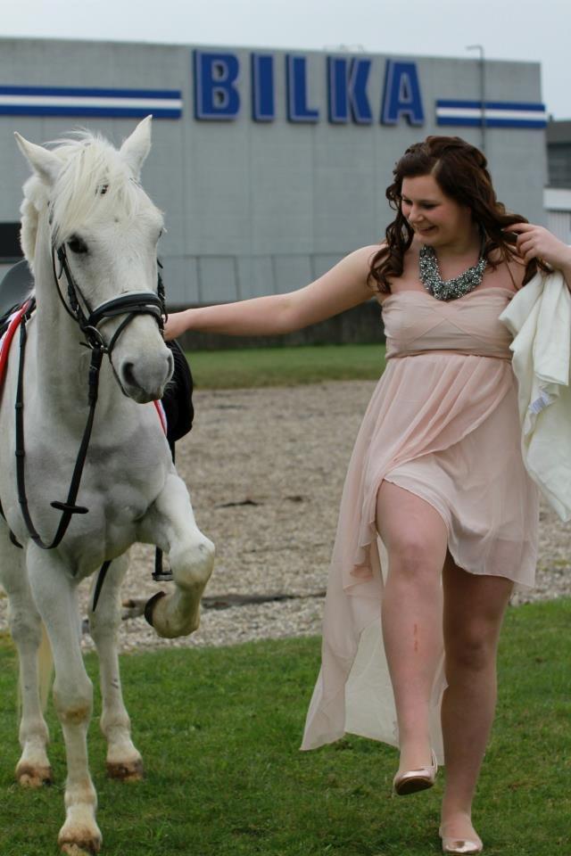 Hollandsk Sportspony Greyhound "pony" billede 18