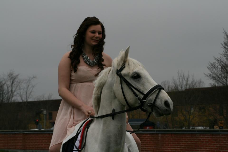 Hollandsk Sportspony Greyhound "pony" billede 8