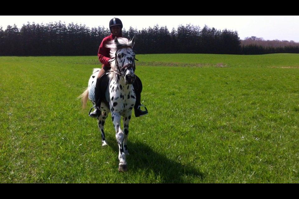 Knabstrupper Pletten (stip) <3 <3  (solgt) billede 2