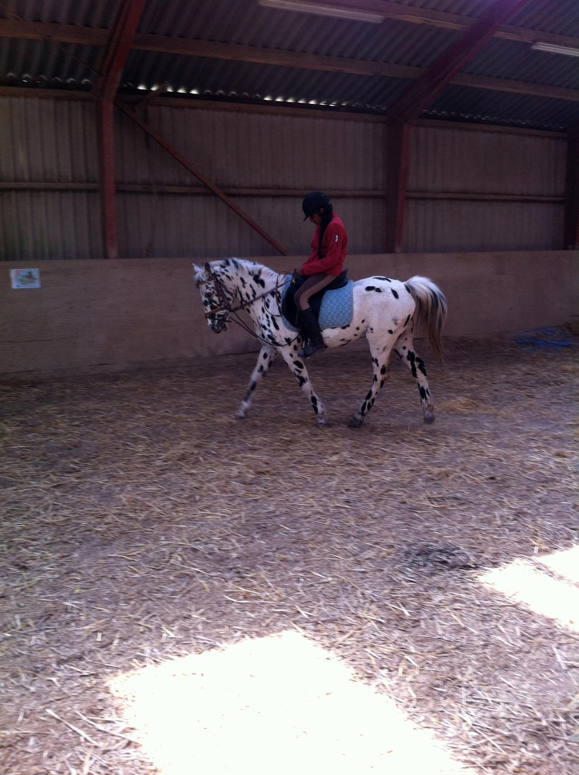 Knabstrupper Pletten (stip) <3 <3  (solgt) billede 7