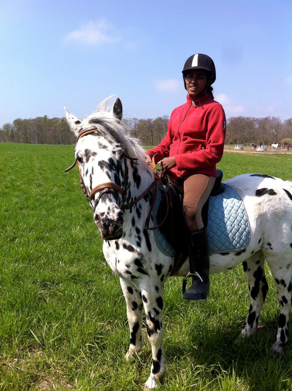 Knabstrupper Pletten (stip) <3 <3  (solgt) billede 4