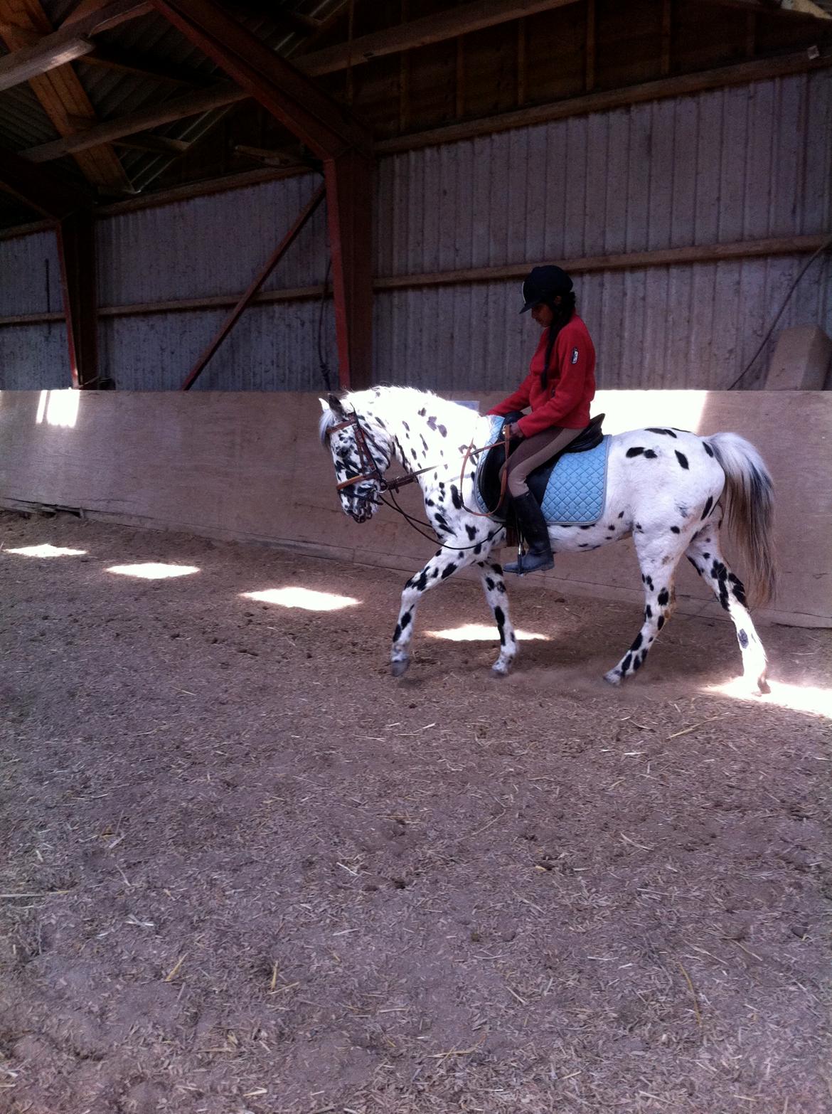 Knabstrupper Pletten (stip) <3 <3  (solgt) billede 5