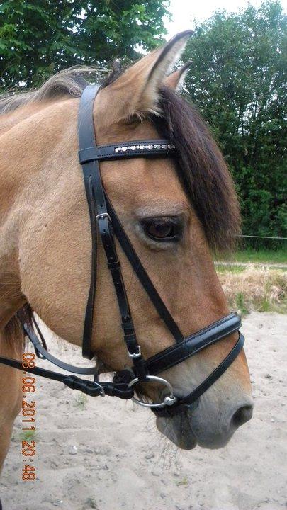 Anden særlig race Tuja billede 2