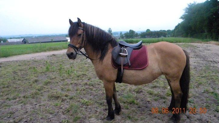 Anden særlig race Tuja billede 3