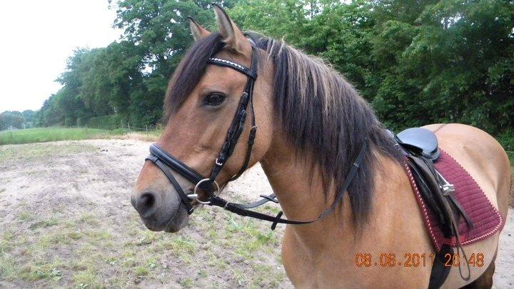 Anden særlig race Tuja billede 4