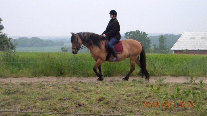 Anden særlig race Tuja billede 5