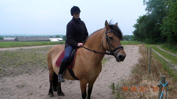 Anden særlig race Tuja billede 6