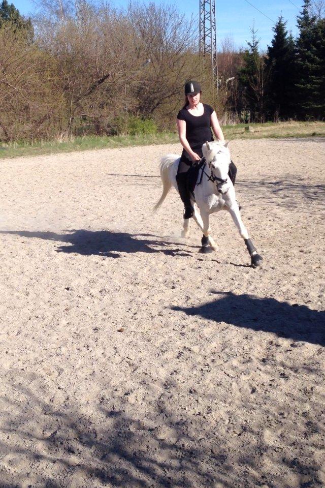 Hollandsk Sportspony Greyhound "pony" billede 19