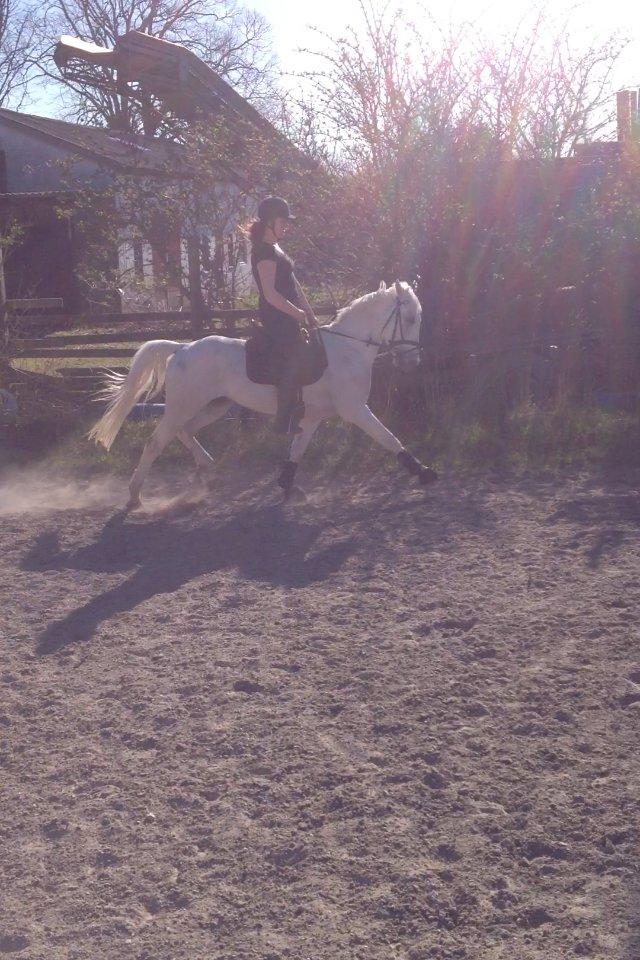 Hollandsk Sportspony Greyhound "pony" billede 16