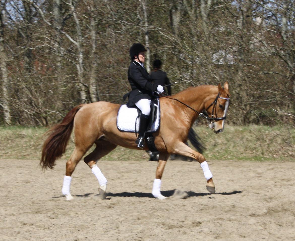 Dansk Varmblod Grusgårds Minell billede 2