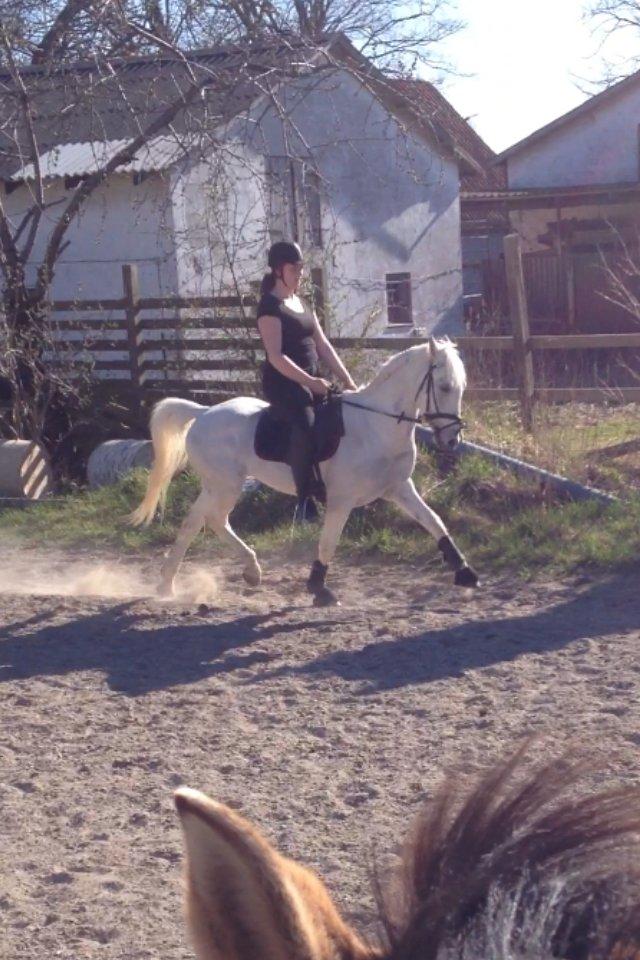 Hollandsk Sportspony Greyhound "pony" billede 6