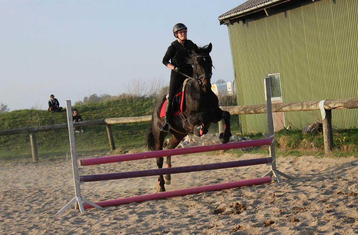 Hollandsk Varmblod Benneton <3 - Første springtræning på babyen :) billede 19