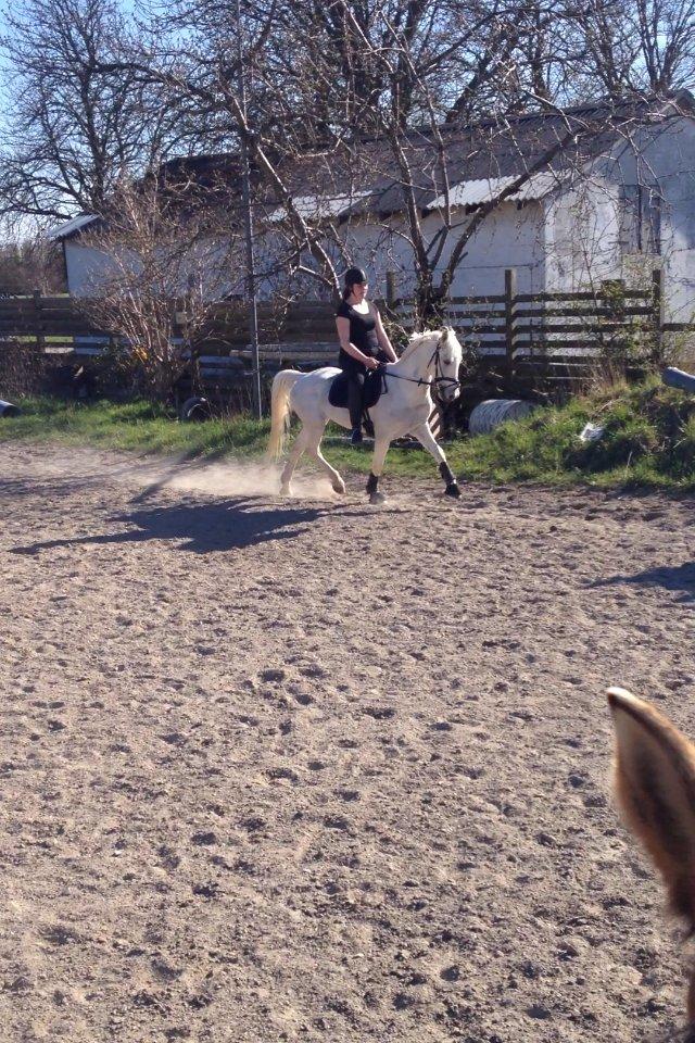 Hollandsk Sportspony Greyhound "pony" billede 9