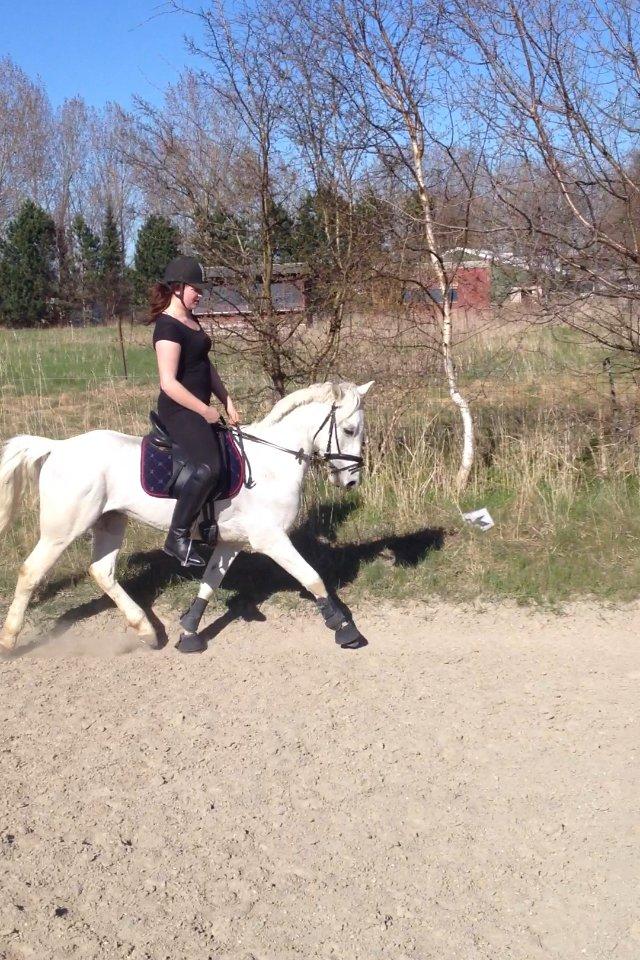 Hollandsk Sportspony Greyhound "pony" billede 12