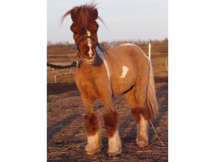 {{currentPhoto.altText}} billede {{currentPhoto.number}}