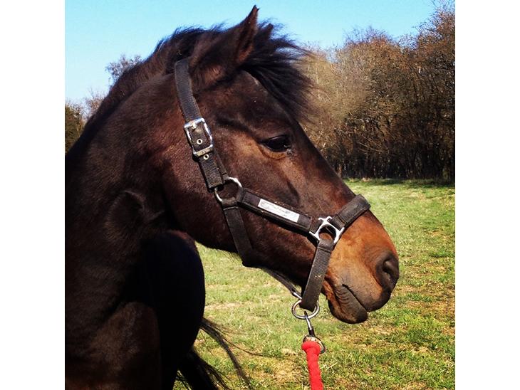 {{currentPhoto.altText}} billede {{currentPhoto.number}}