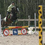 Dansk Varmblod Akishot Lildholdt