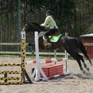 Dansk Varmblod Akishot Lildholdt