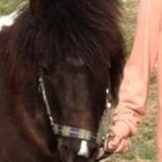 Anden særlig race Cowi