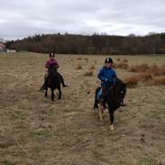 Anden særlig race Cowi