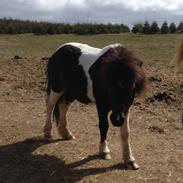 Anden særlig race Cowi