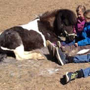 Anden særlig race Cowi