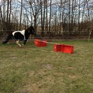 Anden særlig race Cowi