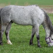 Welsh Pony (sec B) Låddenhøjs Toby
