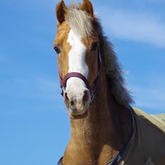 Welsh Cob (sec D) Shaitan