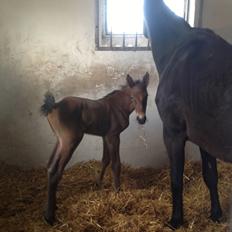 Dansk Varmblod Lyngbjergbo's Casall SOLGT.