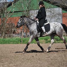 Knabstrupper elmelunds lua lani solgt