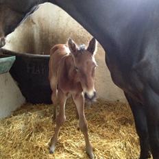 Dansk Varmblod Lyngbjergbo's Casall SOLGT.