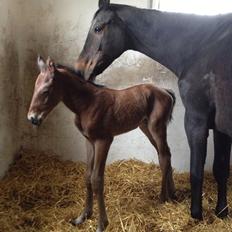 Dansk Varmblod Lyngbjergbo's Casall SOLGT.