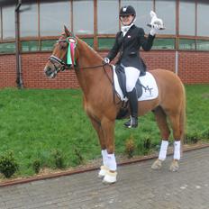 Welsh Pony af Cob-type (sec C) Westerhuis Jorik<3A pony!!!