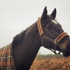 Dansk Varmblod - Carnival (B-HEST) [HIMMEL HEST]