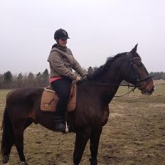 Dansk Varmblod Chrevi's castellano