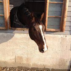 Dansk Varmblod Chrevi's castellano