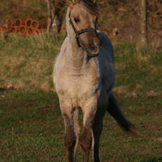 Anden særlig race El bendito R.I.P.