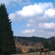 Anden særlig race Attila
