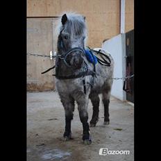 Knabstrupper Pepsi Max