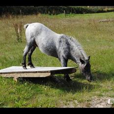 Knabstrupper Pepsi Max