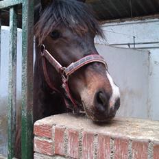 Barockpinto Lundsmindes Zafir