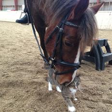 Welsh Pony (sec B) Pinocchio