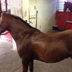 Welsh Pony (sec B) Pinocchio