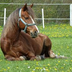 Welsh Pony (sec B) Pinocchio