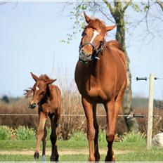 Arabisk fuldblod (OX) Finally Al-Bait OX 5493 SOLGT !