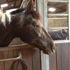 Anden særlig race Wictoria af Bakkebo