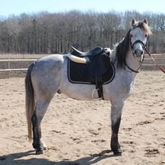 Welsh Pony (sec B) Låddenhøjs Toby