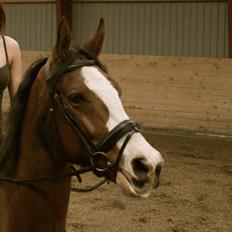 Dansk Varmblod Graffiti R