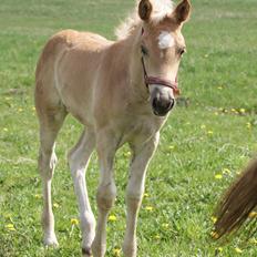 Haflinger Valencia Mosbøl